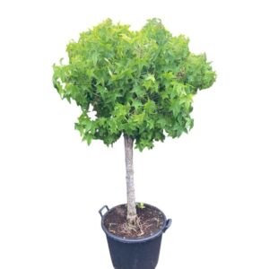Gömb koronájú ámbrafa (Liquidambar styraciflua 'Gum Ball')