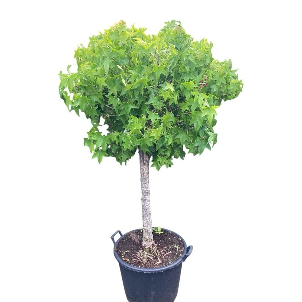 Gömb koronájú ámbrafa (Liquidambar styraciflua 'Gum Ball')