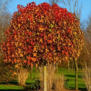 Gömb koronájú ámbrafa (Liquidambar styraciflua 'Gum Ball')