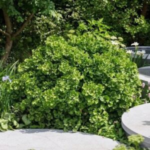 Gömb páfrányfenyő (Ginkgo biloba 'Globosa')