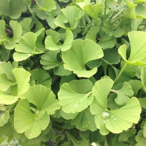 Gömb páfrányfenyő (Ginkgo biloba 'Jehoshaphat Globosa')