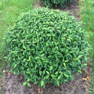 Gömb portugál babérmeggy (Prunus lusitanica 'Angustifolia')