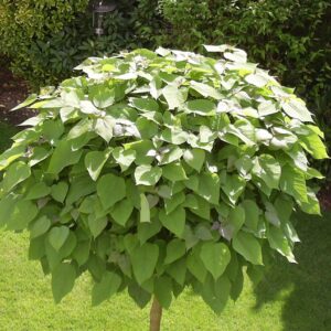 Gömb szivarfa (Catalpa bignonioides 'Nana')