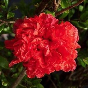 Gránátalma bokor (Punica granatum 'Nochi Shibari')