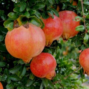 Gránátalma (Punica granatum 'Mollar de Elche')