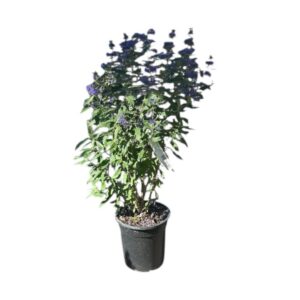 Grand Blue kékszakáll (Caryopteris clandonensis 'Grand Blue')