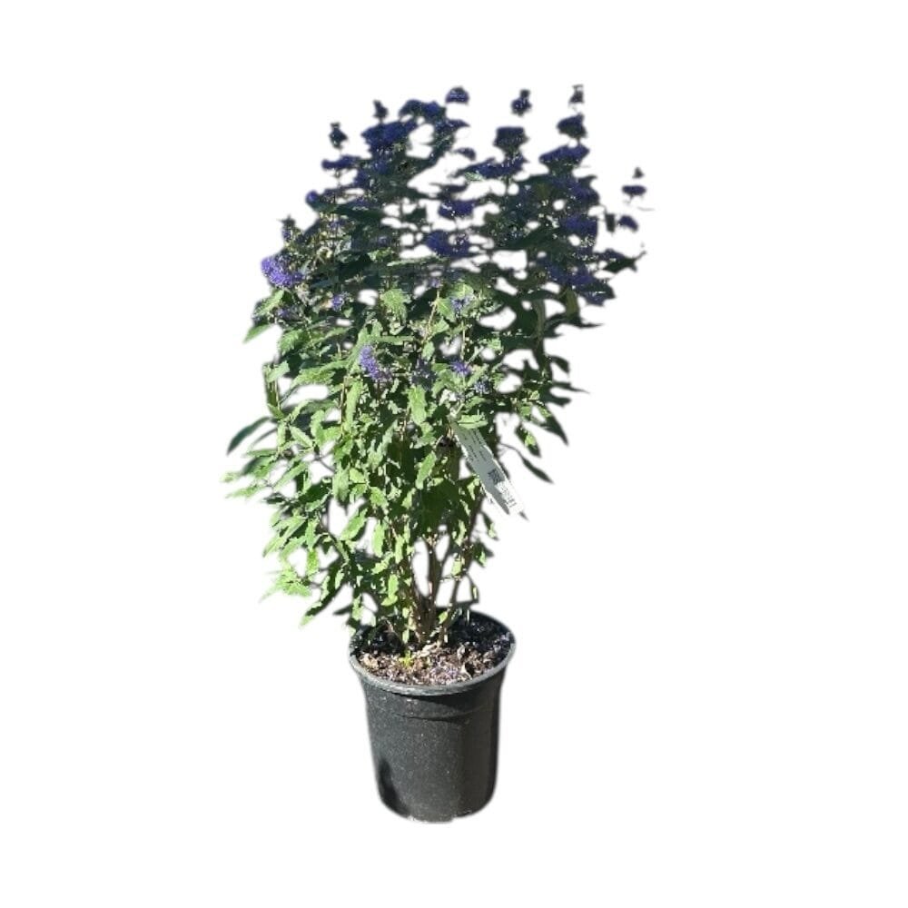 Grand Blue kékszakáll (Caryopteris clandonensis 'Grand Blue')
