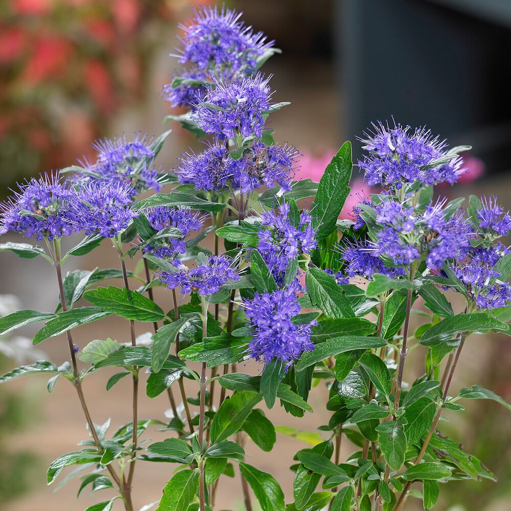 Grand Blue kékszakáll (Caryopteris clandonensis 'Grand Blue')
