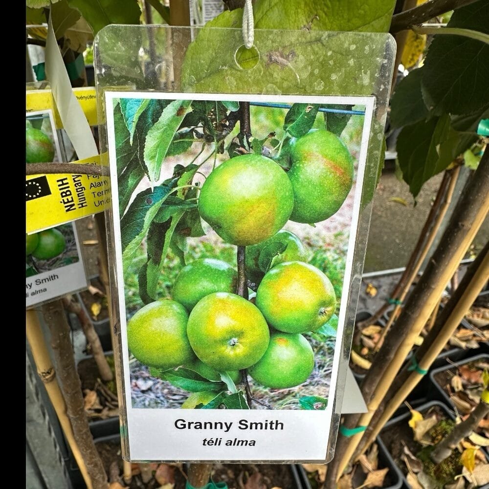 Granny Smith alma (Malus domestica 'Granny Smith')