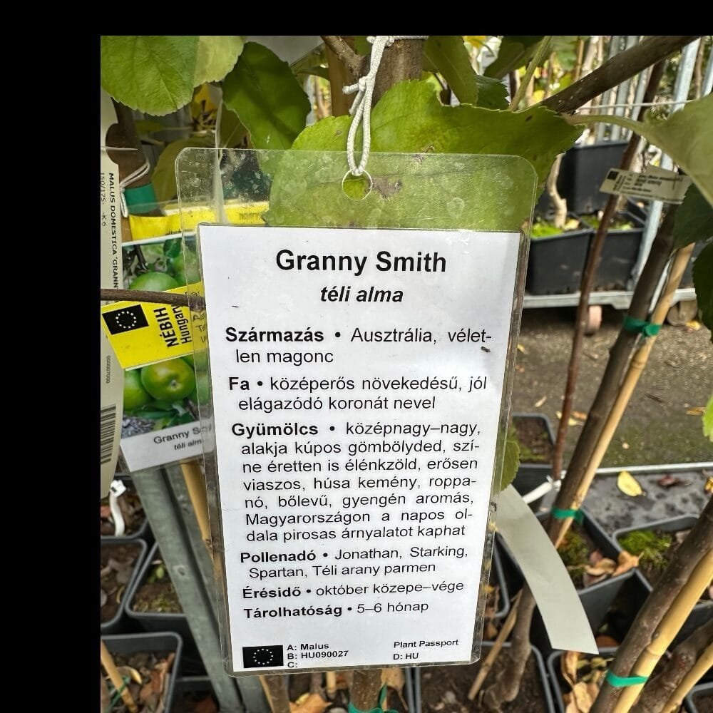 Granny Smith alma (Malus domestica 'Granny Smith')