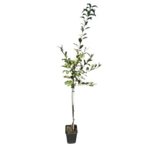 Granny Smith alma (Malus domestica 'Granny Smith')
