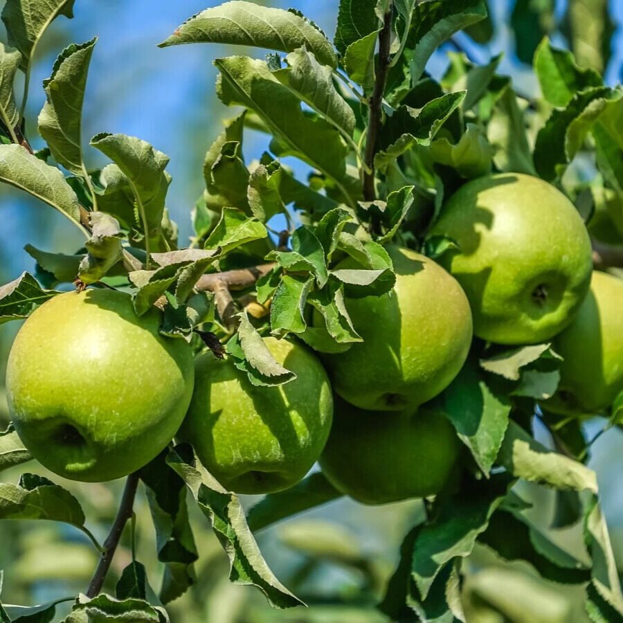Granny Smith alma (Malus domestica 'Granny Smith')