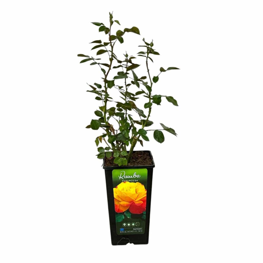 Gyepűrózsa (Rosa rugosa)