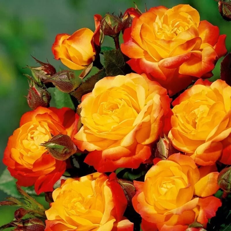 Gyepűrózsa (Rosa rugosa)