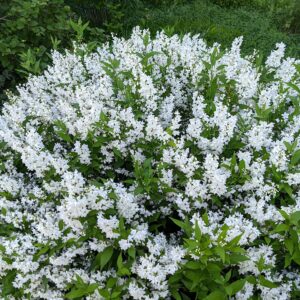 Gyöngyvirágcserje (Deutzia gracilis)