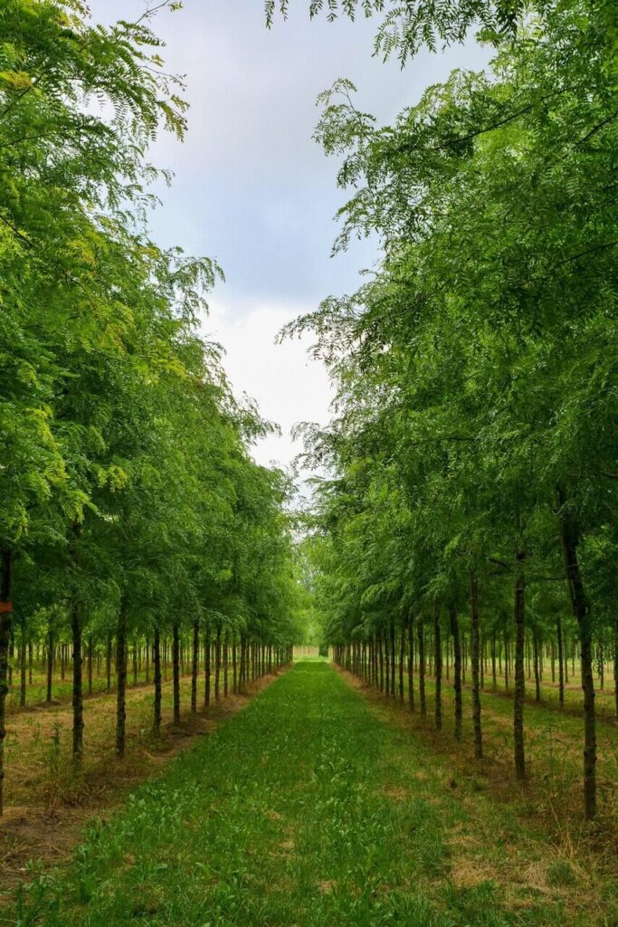 Háromtövisű lepényfa (Gleditsia triacanthos 'Skyline')