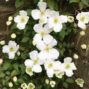 Havasi iszalag (Clematis montana 'Grandiflora')