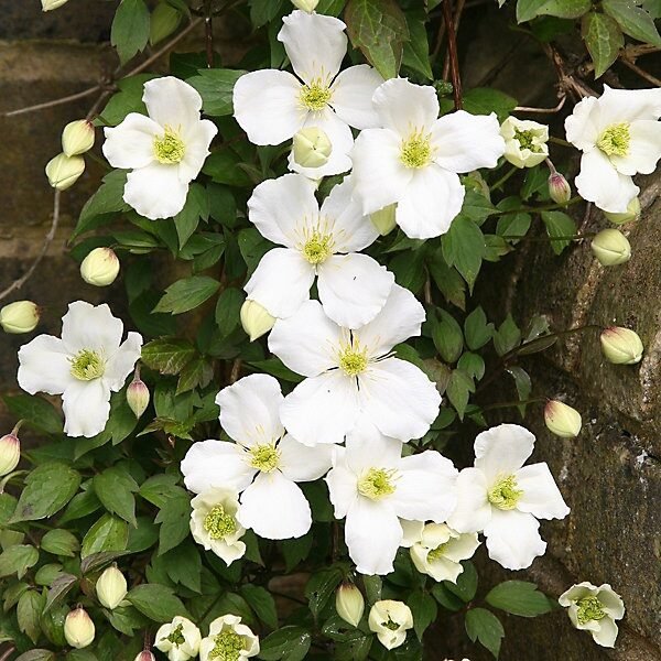 Havasi iszalag (Clematis montana 'Grandiflora')