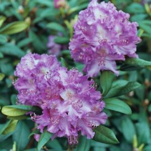 Havasszépe (Rhododendron 'Alfred')