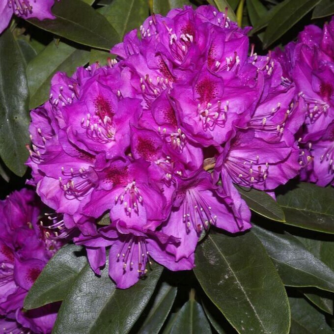 Havasszépe (Rhododendron 'Anah Kruschke')