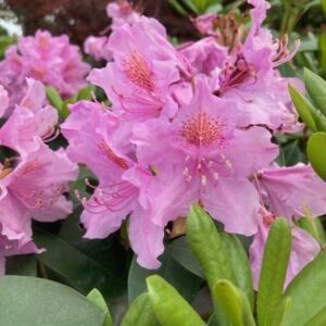 Havasszépe (Rhododendron 'Catawbiense Boursault')