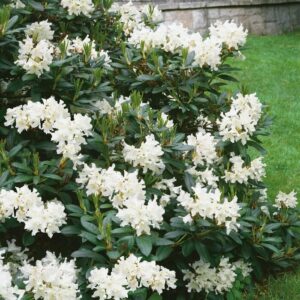 Havasszépe (Rhododendron 'Cunningshams White')