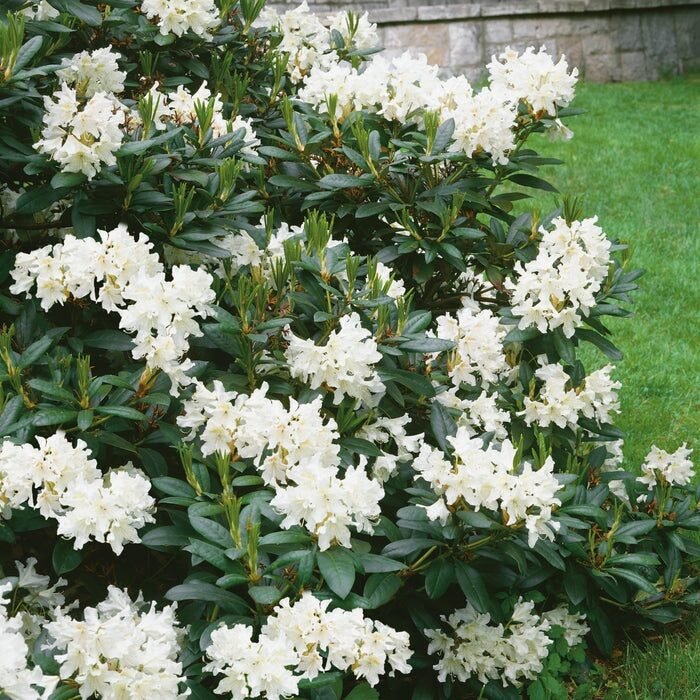 Havasszépe (Rhododendron 'Cunningshams White')