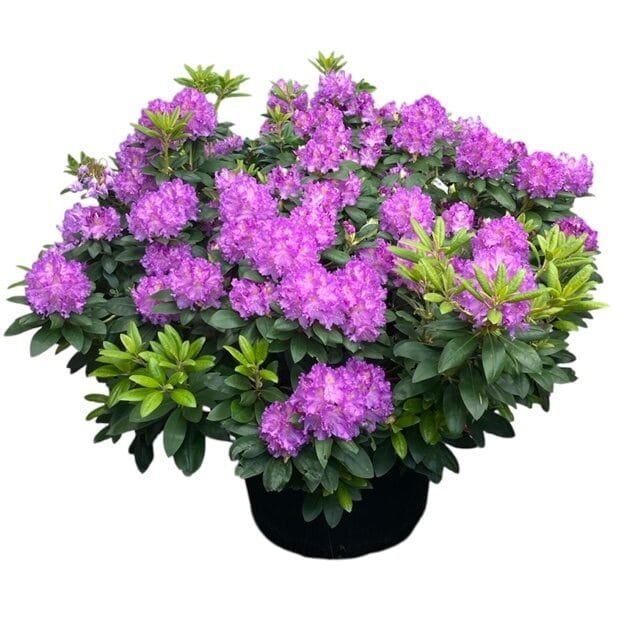 Havasszépe (Rhododendron 'Everestianum')