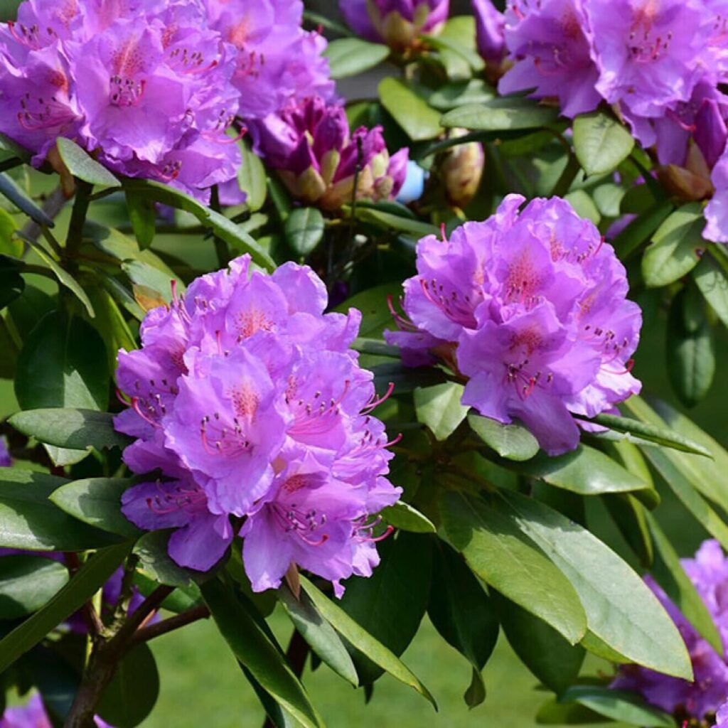 Havasszépe (Rhododendron 'Everestianum')