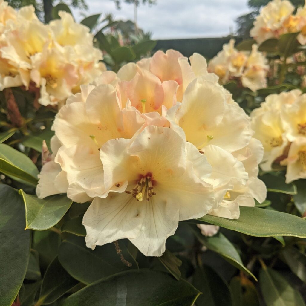 Havasszépe (Rhododendron 'Horizon Monarch')