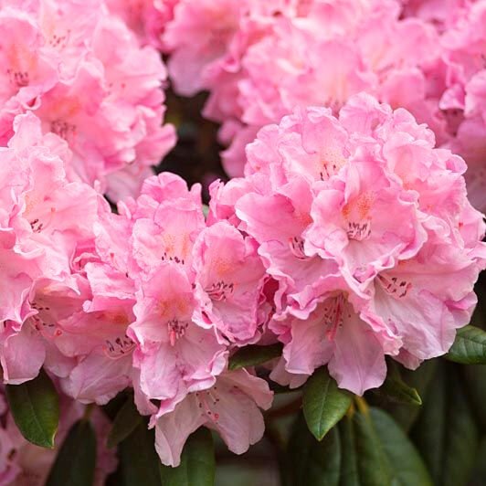 Havasszépe (Rhododendron 'Hydon Hunter')