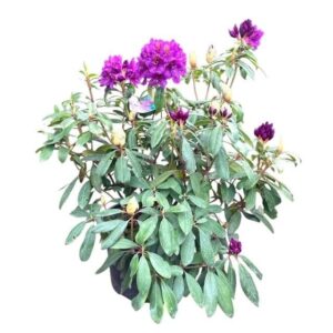 Havasszépe (Rhododendron 'Marcel Menard')