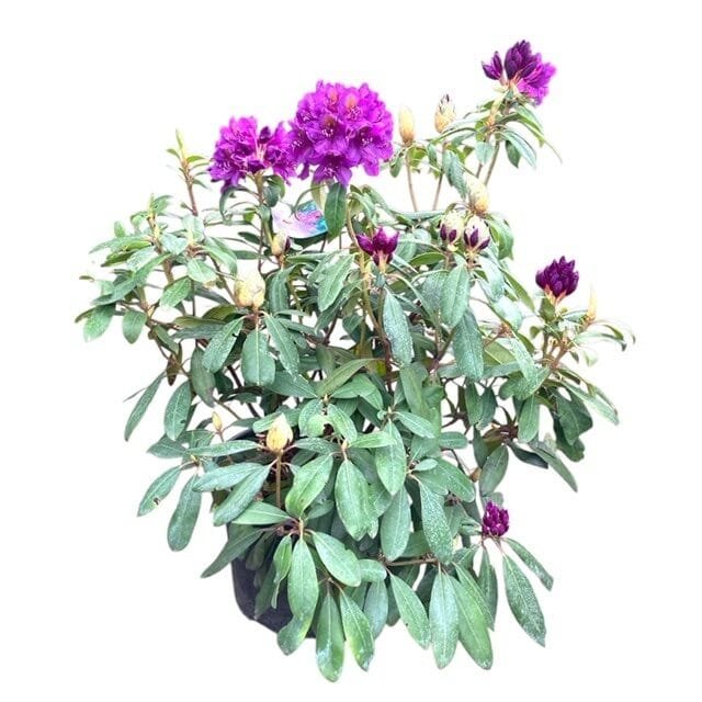 Havasszépe (Rhododendron 'Marcel Menard')