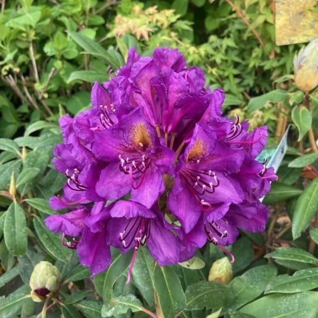 Havasszépe (Rhododendron 'Marcel Menard')
