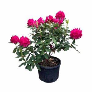 Havasszépe (Rhododendron 'Nova Zembla')