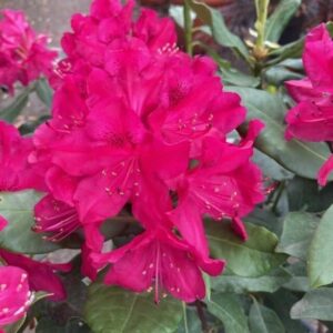 Havasszépe (Rhododendron 'Nova Zembla')