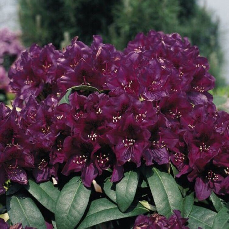 Havasszépe (Rhododendron 'Polarnacht')