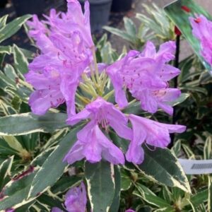 Havasszépe (Rhododendron ponticum 'Variegatum')