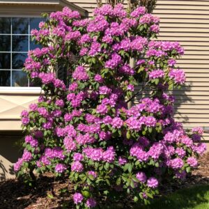 Havasszépe (Rhododendron 'Roseum Elegans')