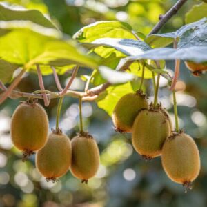 Hayward kivi (Actinidia chinensis 'Hayward')