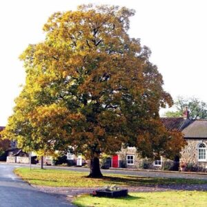 Hegyi juhar (Acer pseudoplatanus 'Negenia')