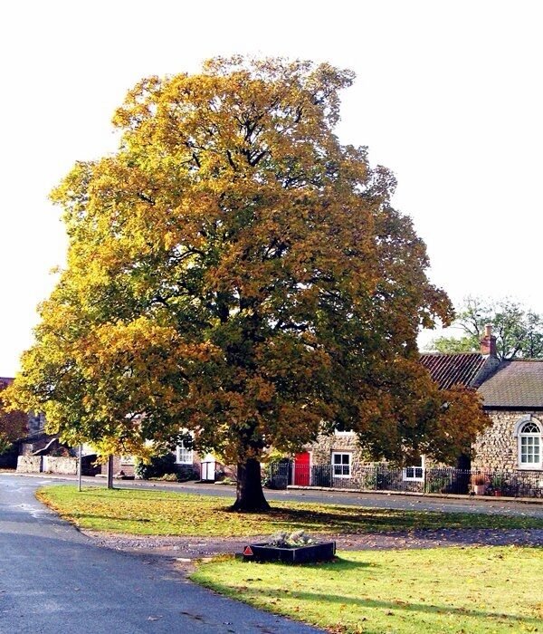 Hegyi juhar (Acer pseudoplatanus 'Negenia')