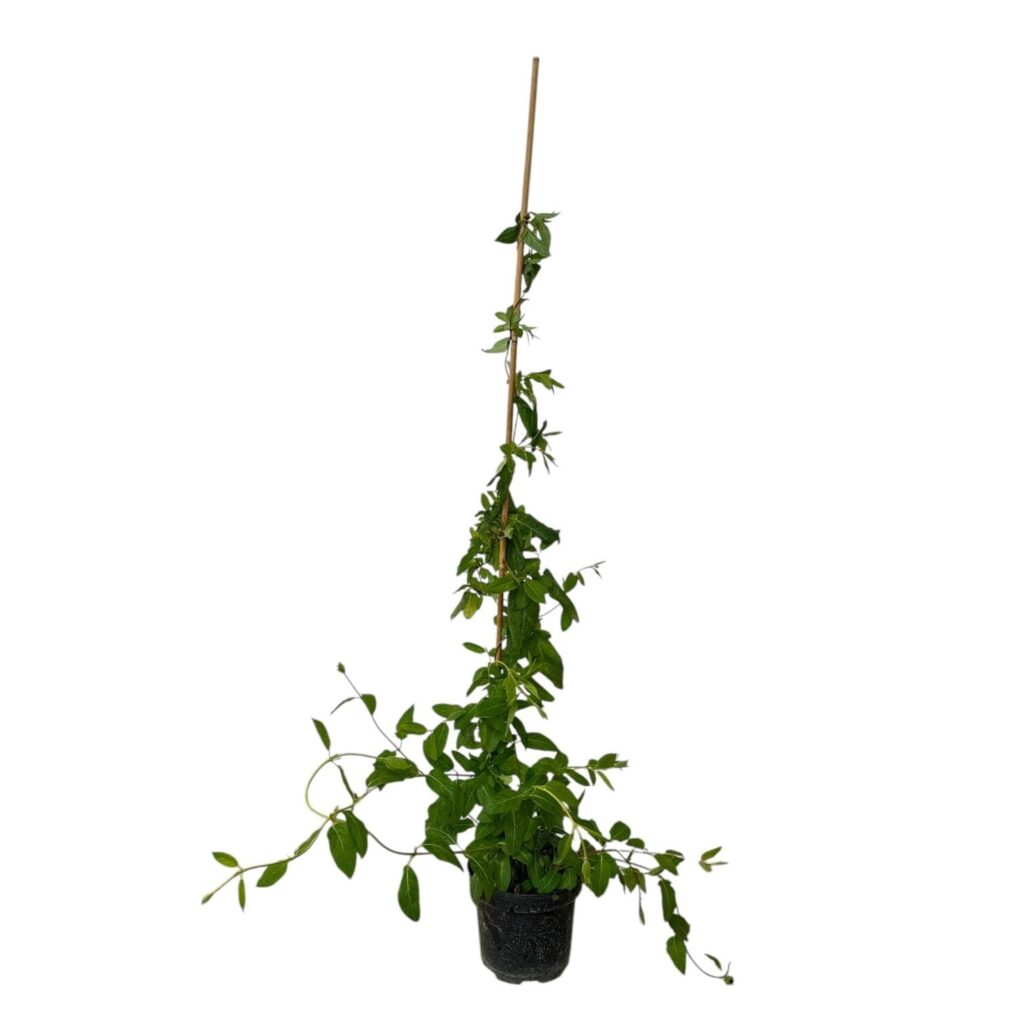 Henryi lonc (Lonicera henryi)