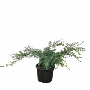 Hetz boróka (Juniperus media 'Hetzii')