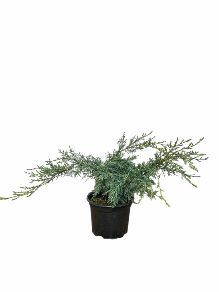 Hetz boróka (Juniperus media 'Hetzii')