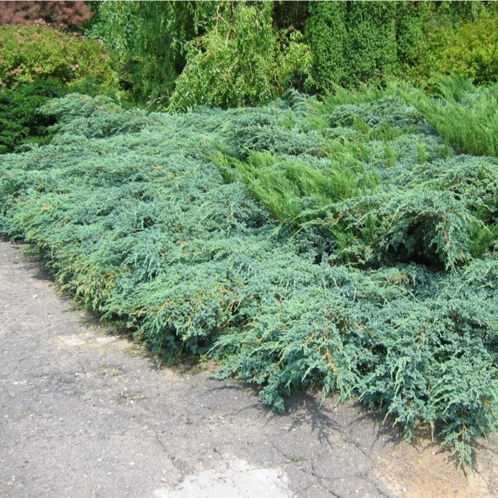 Hetz boróka (Juniperus media 'Hetzii')