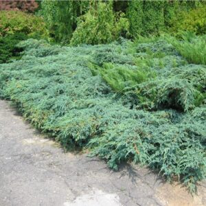 Hetz boróka (Juniperus media 'Hetzii')