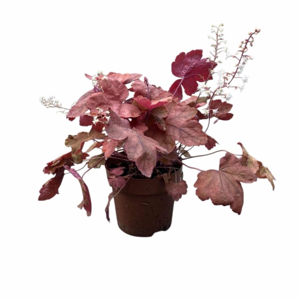 Heuchera 'Redstone Falls'