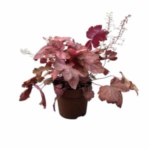 Heuchera 'Redstone Falls'