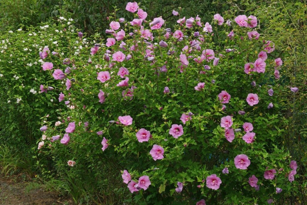 Hibiscus syriacus